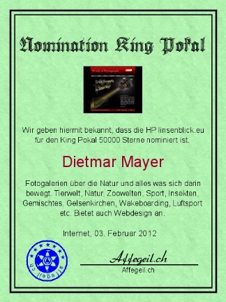 King Award Nominationsurkunde Linsenblick
